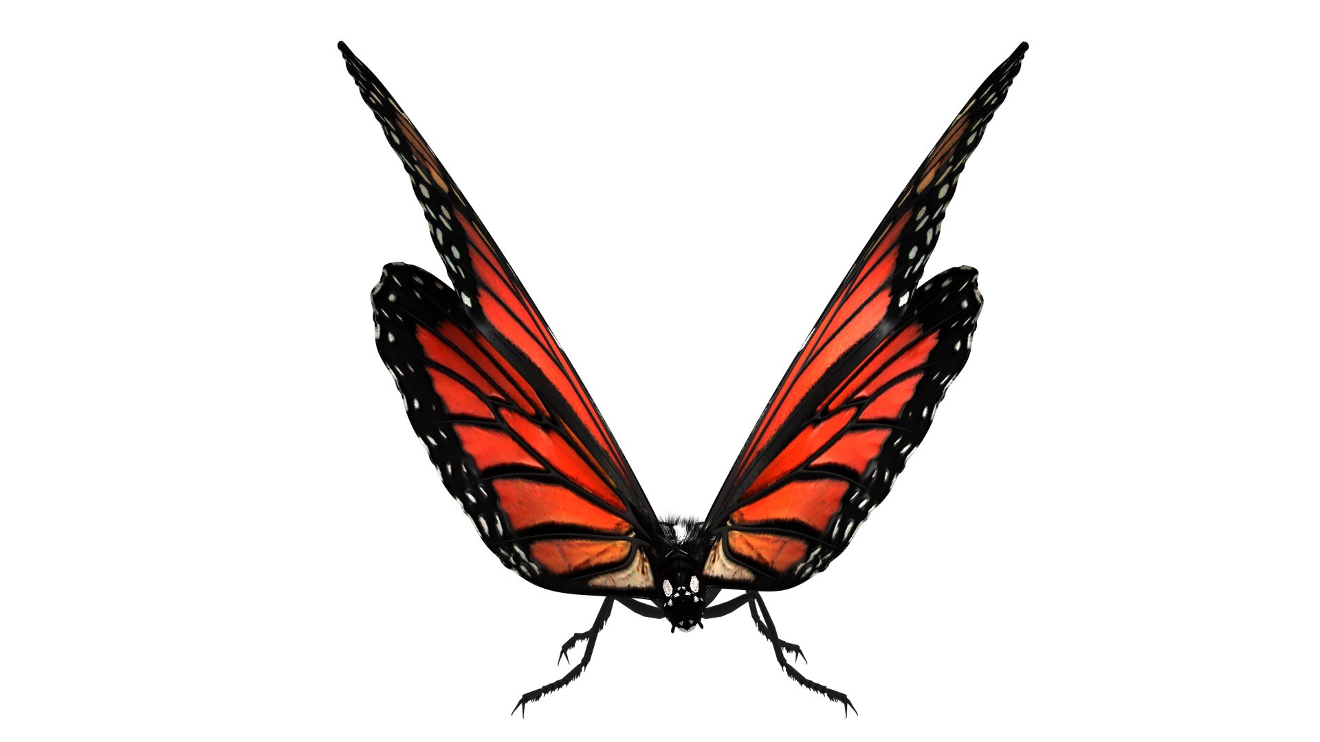 Monarch Butterfly Rigged Animation 3d - Turbosquid 1473476