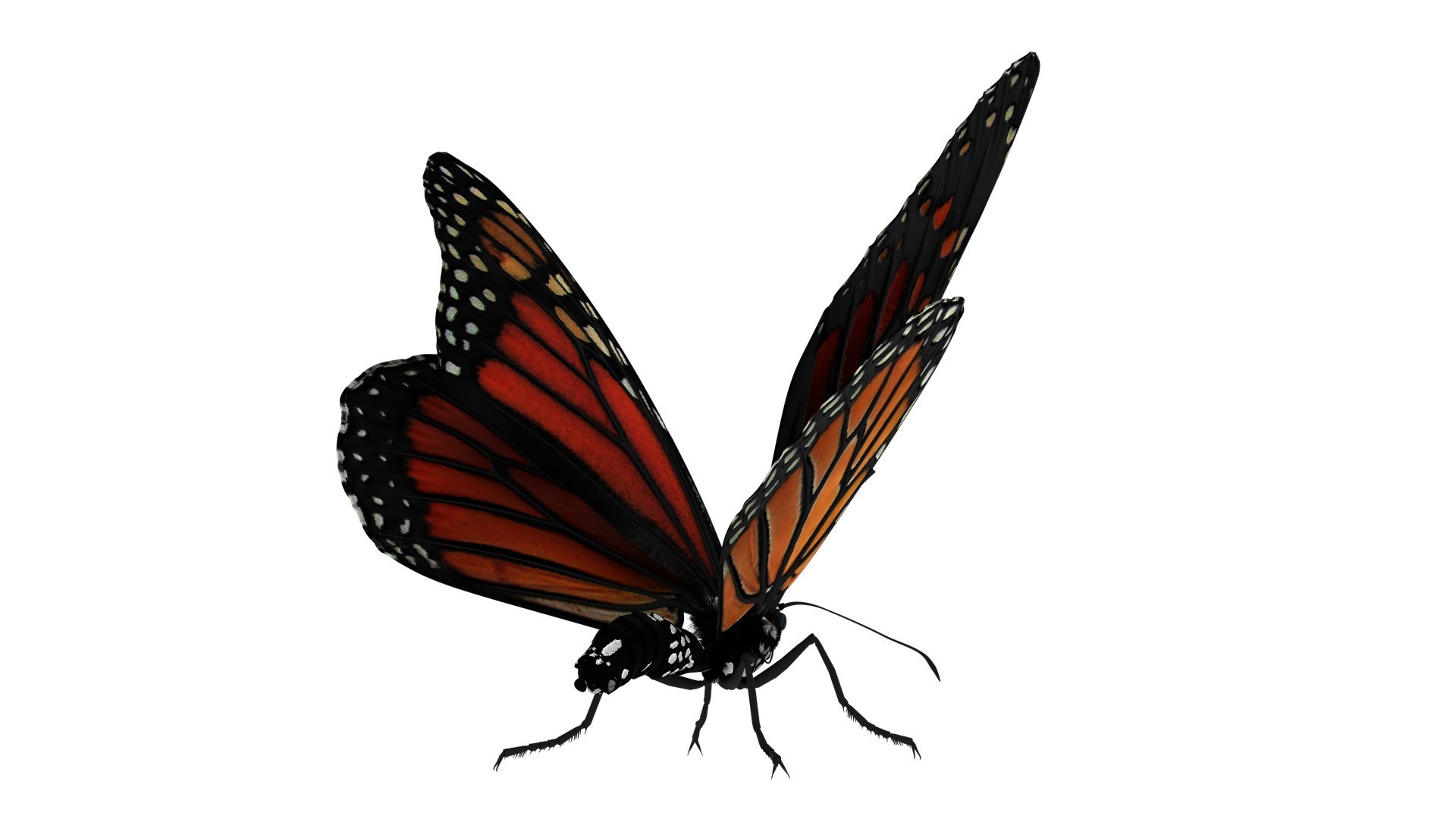 Monarch Butterfly Rigged Animation 3D - TurboSquid 1473476