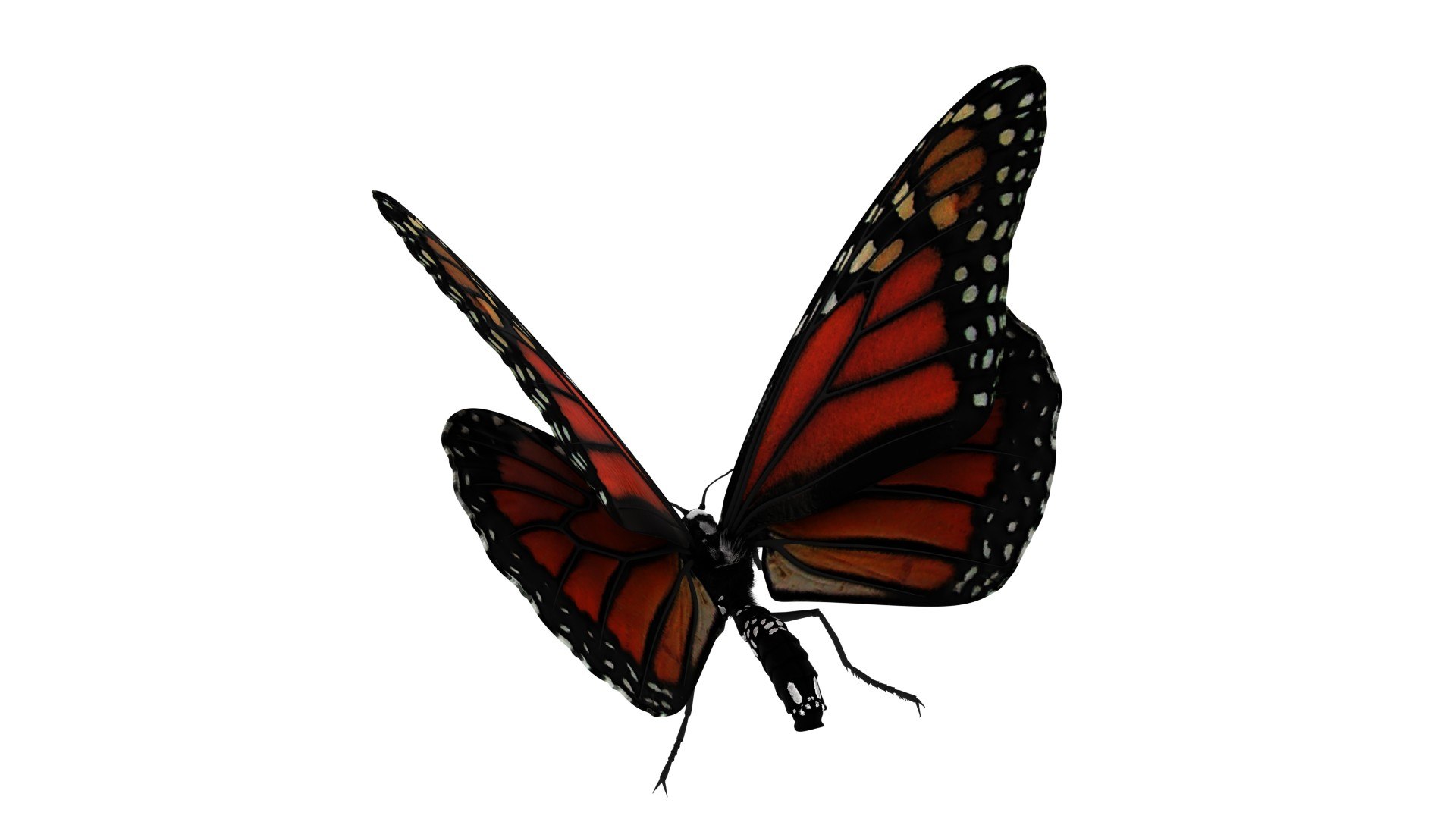 Monarch Butterfly Rigged Animation 3D - TurboSquid 1473476