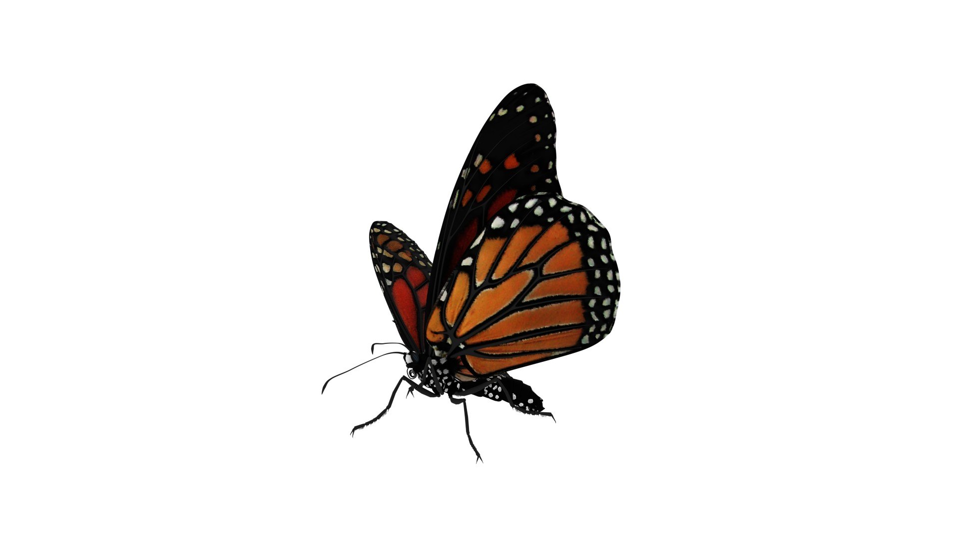 Monarch Butterfly Rigged Animation 3D - TurboSquid 1473476