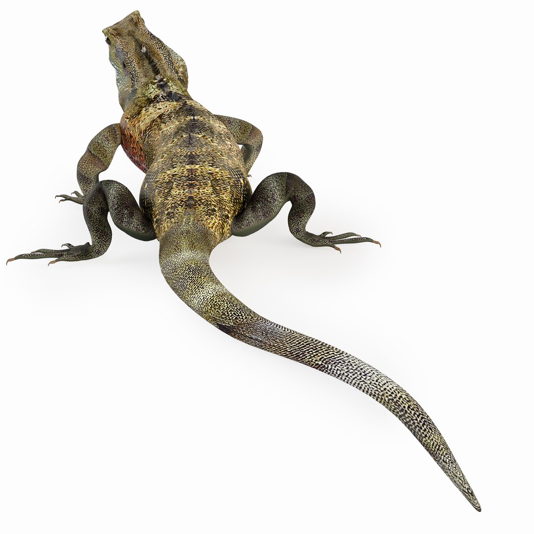 Reptile Terrarium Agama 3D Model - TurboSquid 1452435