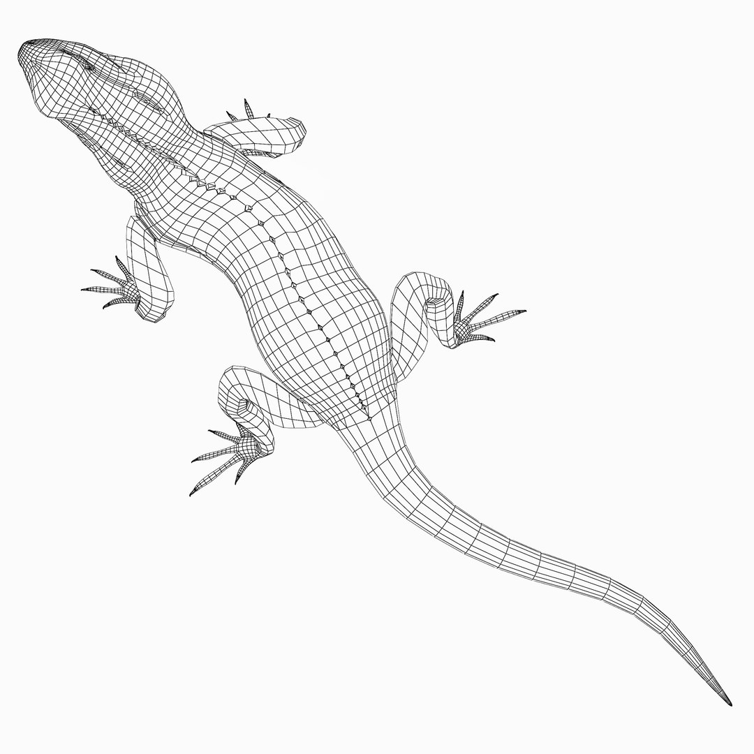 Reptile Terrarium Agama 3D Model - TurboSquid 1452435