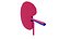 3D Human kidneys