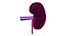 3D Human kidneys