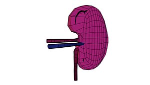 Human kidneys