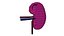 3D Human kidneys