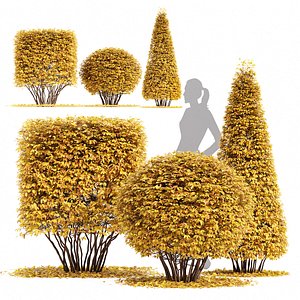Dwarf Yaupon Holly Box Spherical Cone Fall 3D