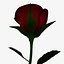 Rosa vermelha