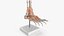 Anatomical Foot Structure with Muscle and Bone System Rigged for Maya