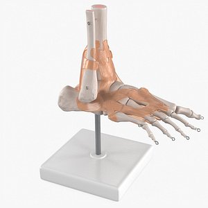 3D model Anatomical Foot Structure with Muscle and Bone System Rigged for Maya