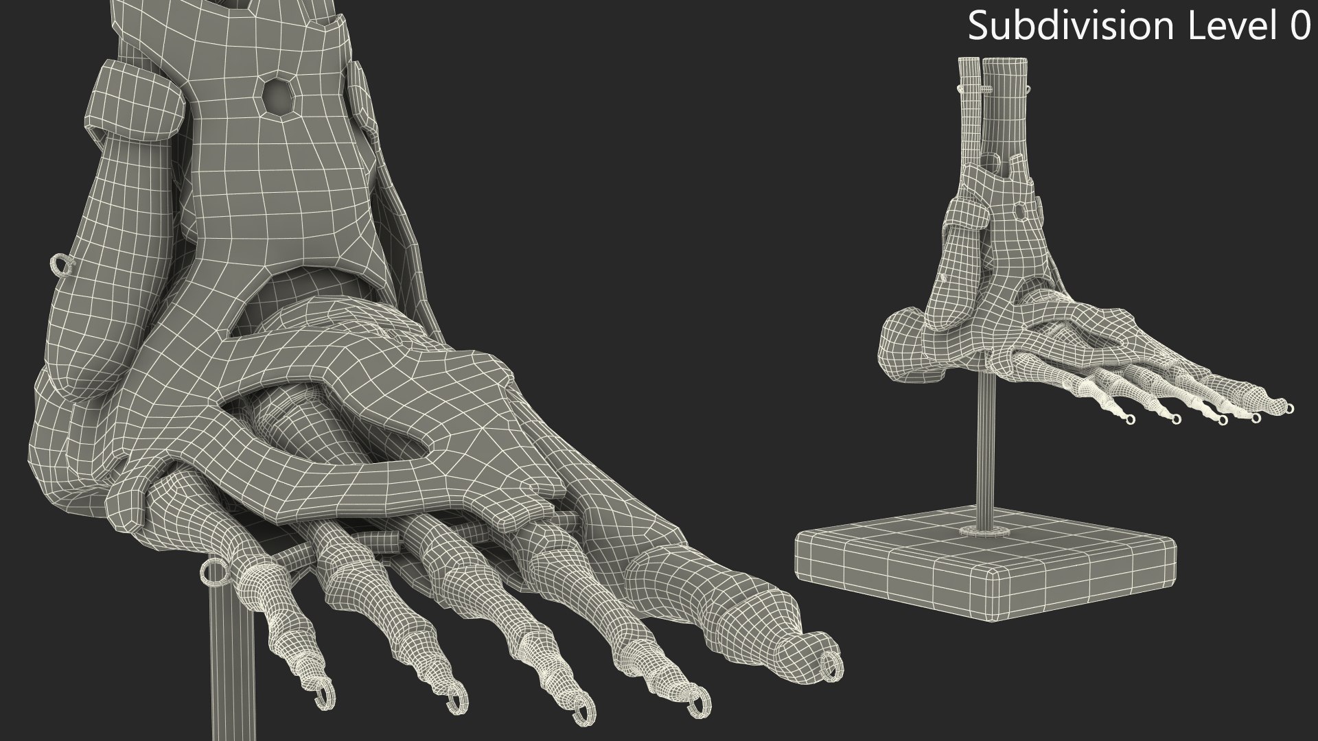 3D model Anatomical Foot Structure with Muscle and Bone System Rigged for Maya https://p.turbosquid.com/ts-thumb/4y/w2OF83/Ik/anatomical_foot_structure_with_muscle_and_bone_system_rigged_011/jpg/1760362979/1920x1080/fit_q87/695035f956e7058963d3b15bb1b464a3c4691a52/anatomical_foot_structure_with_muscle_and_bone_system_rigged_011.jpg