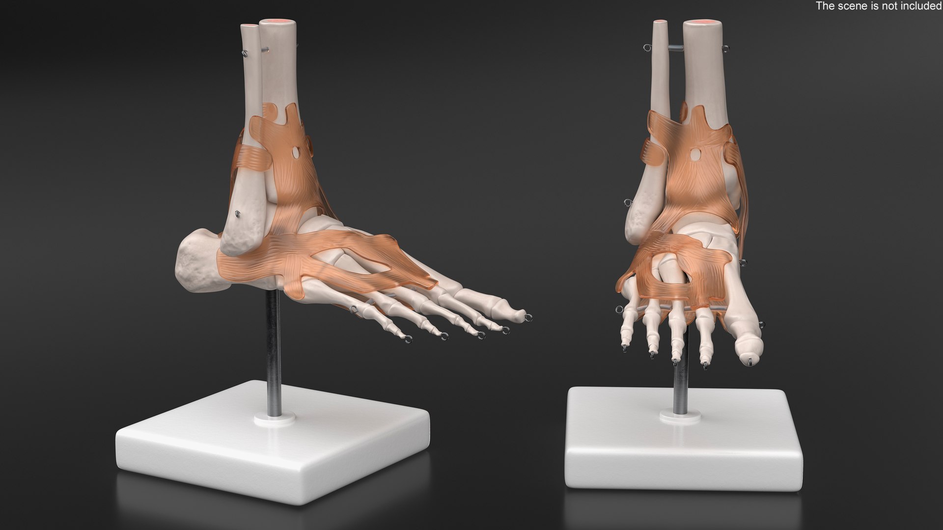3D model Anatomical Foot Structure with Muscle and Bone System Rigged for Maya https://p.turbosquid.com/ts-thumb/4y/w2OF83/Ov/anatomical_foot_structure_with_muscle_and_bone_system_rigged_003/jpg/1760362950/1920x1080/fit_q87/c5d859cab32949669c8afa9f502f9be3c8201a2d/anatomical_foot_structure_with_muscle_and_bone_system_rigged_003.jpg
