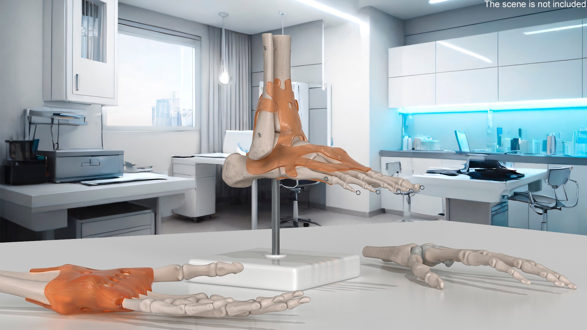 3D model Anatomical Foot Structure with Muscle and Bone System Rigged for Maya https://p.turbosquid.com/ts-thumb/4y/w2OF83/PM/anatomical_foot_structure_with_muscle_and_bone_system_rigged_002/jpg/1760362944/1920x1080/fit_q87/fb0f74cef068d74a4314a2741e45acd9f8d76b8e/anatomical_foot_structure_with_muscle_and_bone_system_rigged_002.jpg