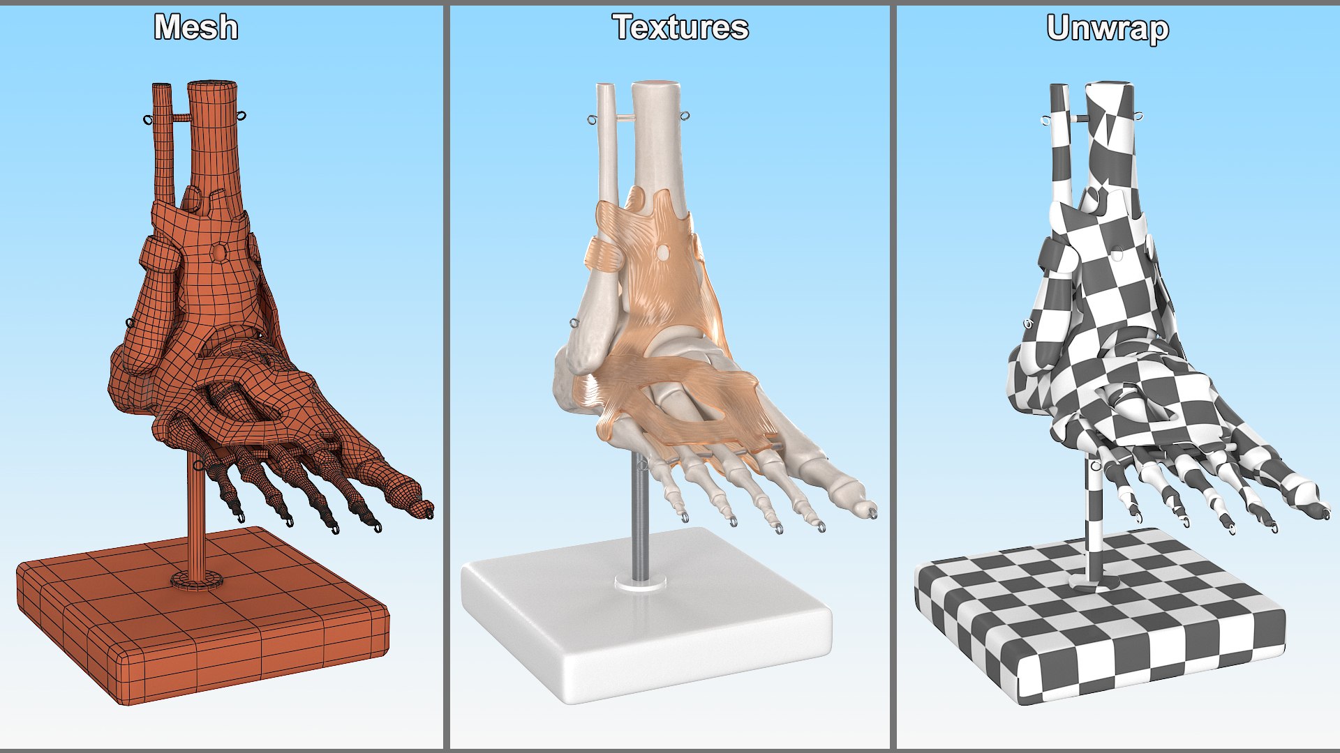 3D model Anatomical Foot Structure with Muscle and Bone System Rigged for Maya https://p.turbosquid.com/ts-thumb/4y/w2OF83/Rv/anatomical_foot_structure_with_muscle_and_bone_system_rigged_010/jpg/1760362975/1920x1080/fit_q87/30e17f986839ce73585fcb523a90395d13065d0a/anatomical_foot_structure_with_muscle_and_bone_system_rigged_010.jpg