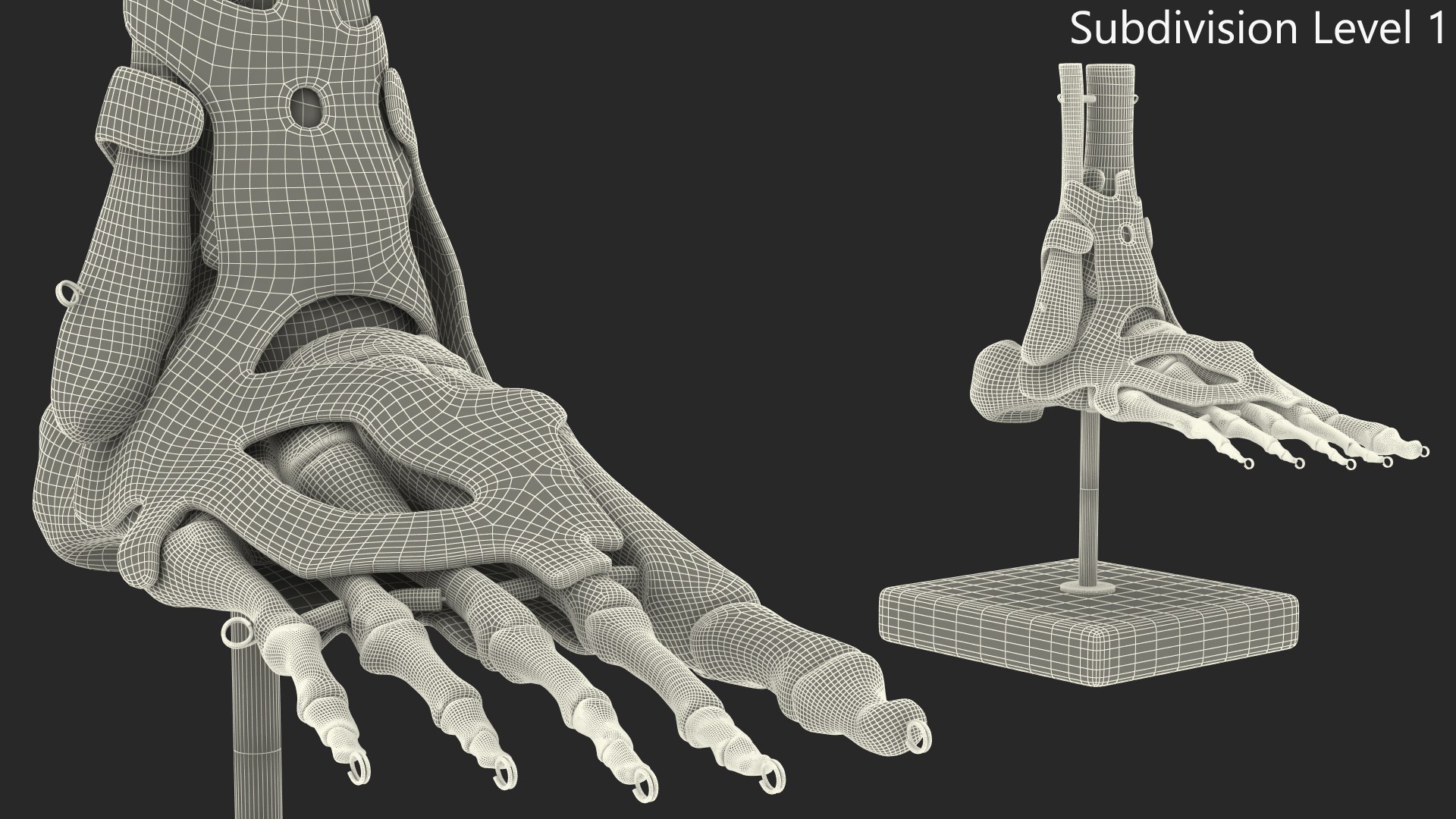 3D model Anatomical Foot Structure with Muscle and Bone System Rigged for Maya https://p.turbosquid.com/ts-thumb/4y/w2OF83/hX/anatomical_foot_structure_with_muscle_and_bone_system_rigged_012/jpg/1760362983/1920x1080/fit_q87/707cd9d8d4fe14bdbb7c6c4b25bcba6a7d558d1c/anatomical_foot_structure_with_muscle_and_bone_system_rigged_012.jpg