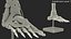 Anatomical Foot Structure with Muscle and Bone System Rigged for Maya