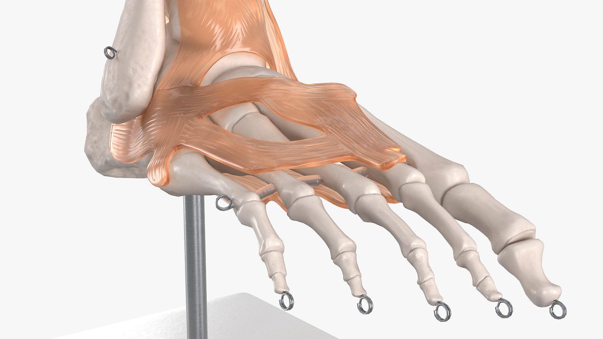 3D model Anatomical Foot Structure with Muscle and Bone System Rigged for Maya https://p.turbosquid.com/ts-thumb/4y/w2OF83/pv/anatomical_foot_structure_with_muscle_and_bone_system_rigged_009/jpg/1760362972/1920x1080/fit_q87/3ed704818334ecf152aae4df81a36fe9c751778b/anatomical_foot_structure_with_muscle_and_bone_system_rigged_009.jpg