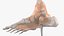 Anatomical Foot Structure with Muscle and Bone System Rigged for Maya