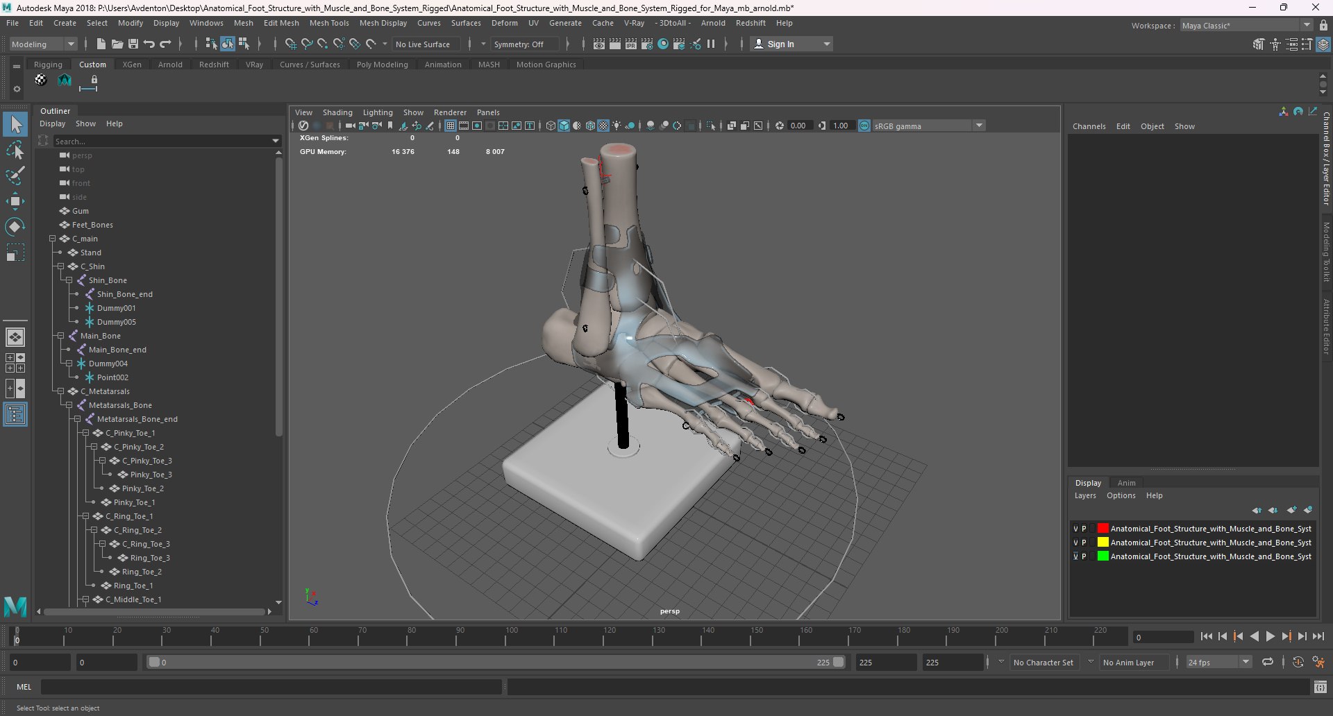 3D model Anatomical Foot Structure with Muscle and Bone System Rigged for Maya https://p.turbosquid.com/ts-thumb/4y/w2OF83/ws/anatomical_foot_structure_with_muscle_and_bone_system_rigged_for_maya_1002/jpg/1760363015/1920x1080/fit_q87/a563f5c3d5edad68ec0158403d8f7cfbe475e355/anatomical_foot_structure_with_muscle_and_bone_system_rigged_for_maya_1002.jpg