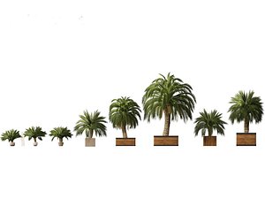 3D Macrozamia moorei - Cycad Palm 01