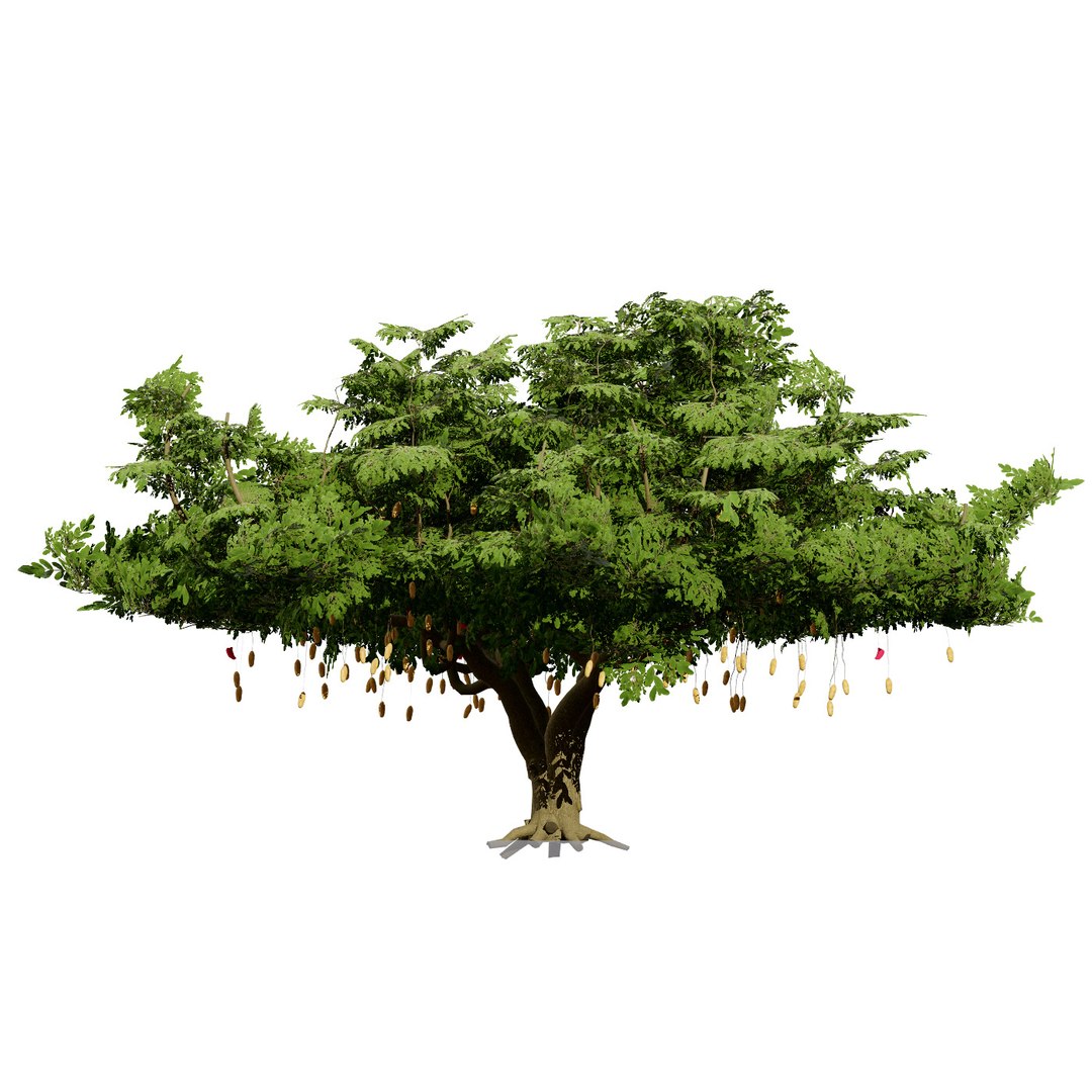 Native South African Plants  Trees for Archviz  Games 3D model https://p.turbosquid.com/ts-thumb/4z/80ukDF/2E/southafricansausagetrees4/jpg/1757089835/1920x1080/fit_q87/f377cd51ee5e27ada3423002e8e4243357b06983/southafricansausagetrees4.jpg