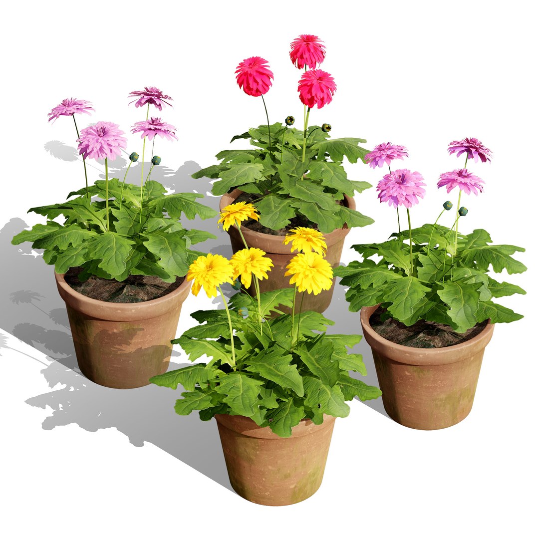 Native South African Plants  Trees for Archviz  Games 3D model https://p.turbosquid.com/ts-thumb/4z/80ukDF/2V/southafricangloriouspatiogerbera1/jpg/1757089820/1920x1080/fit_q87/20638feea486d58afaaf2dca56837a139611117e/southafricangloriouspatiogerbera1.jpg