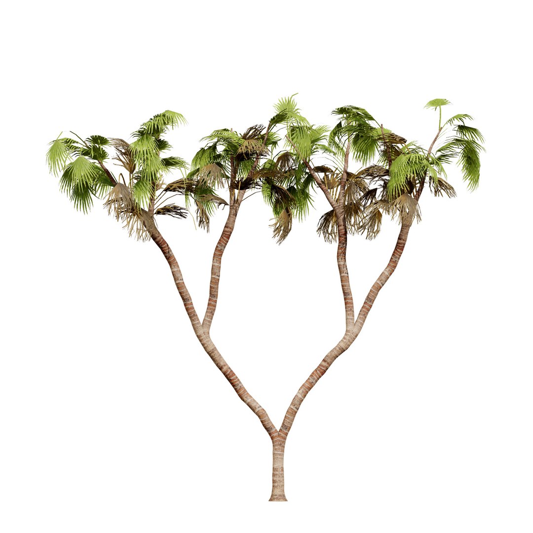 Native South African Plants  Trees for Archviz  Games 3D model https://p.turbosquid.com/ts-thumb/4z/80ukDF/2o/southafricandoumpalm5/jpg/1757089818/1920x1080/fit_q87/816f09f3c4b0a5ab7a3cc19f7731b4625b3bf6f1/southafricandoumpalm5.jpg