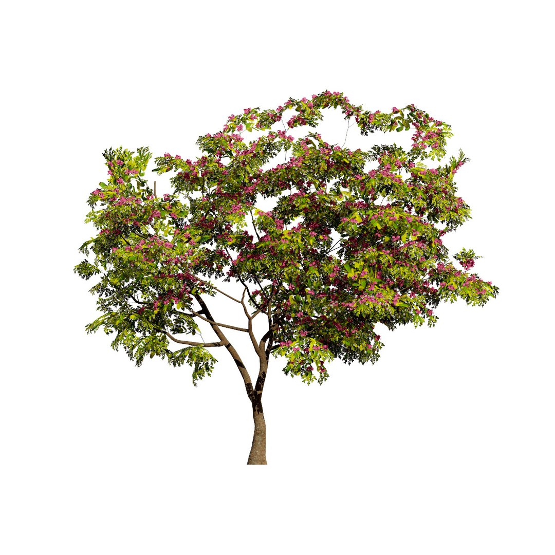 Native South African Plants  Trees for Archviz  Games 3D model https://p.turbosquid.com/ts-thumb/4z/80ukDF/3X/southafricancombretumkraussiitrees3/jpg/1757089814/1920x1080/fit_q87/db041a01bcefea066f22c73c63cab2f2a226666d/southafricancombretumkraussiitrees3.jpg