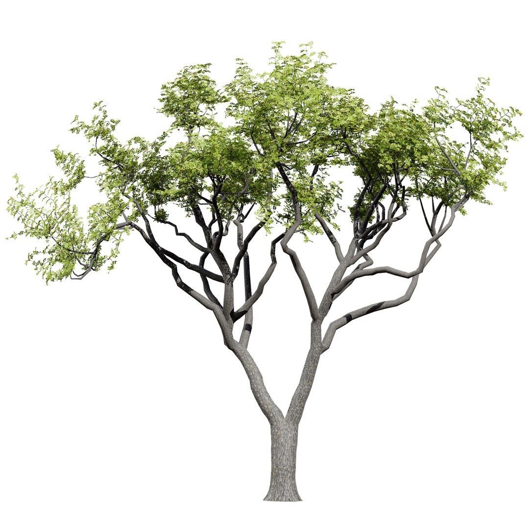 Native South African Plants  Trees for Archviz  Games 3D model https://p.turbosquid.com/ts-thumb/4z/80ukDF/4h/marulatree3/jpg/1757089804/1920x1080/fit_q87/5a5c7234e73425b08cd09f2d9091d7b246bea651/marulatree3.jpg
