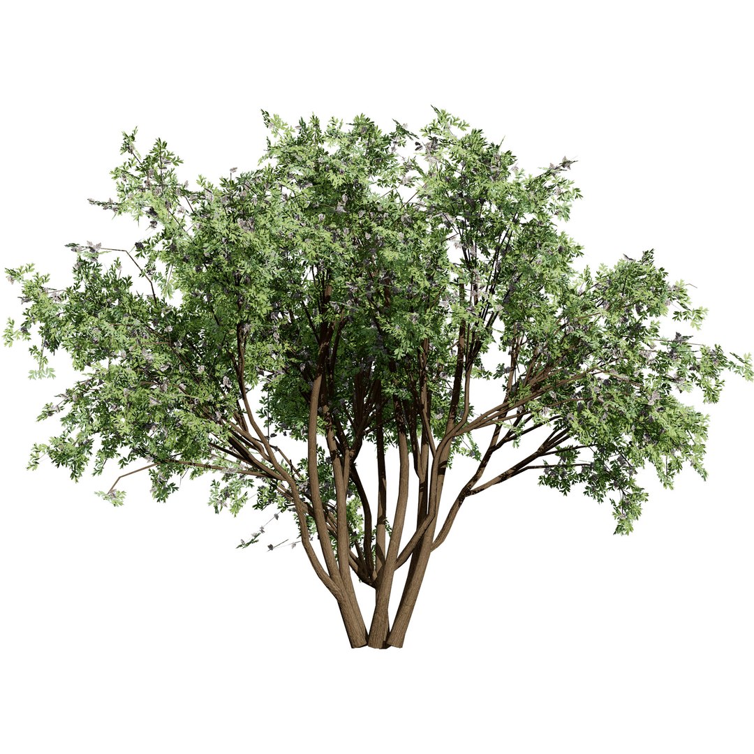 Native South African Plants  Trees for Archviz  Games 3D model https://p.turbosquid.com/ts-thumb/4z/80ukDF/50/southafricancamphorbush3/jpg/1757089812/1920x1080/fit_q87/faf480cd64f8d0ebb1d70ee966fefaf9914d9dd7/southafricancamphorbush3.jpg