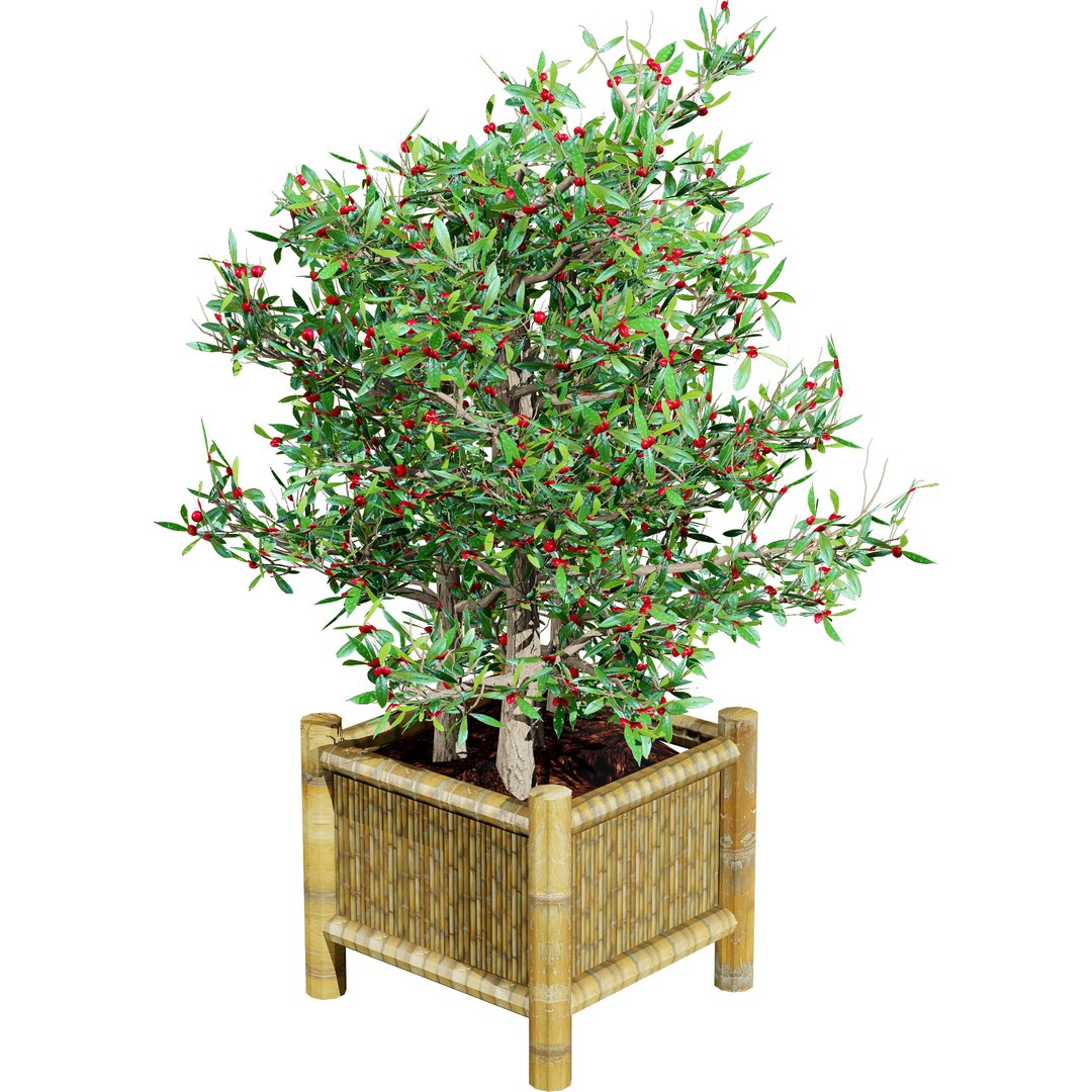 Native South African Plants  Trees for Archviz  Games 3D model https://p.turbosquid.com/ts-thumb/4z/80ukDF/8t/southafricanmiracleberryplant5/jpg/1757089824/1920x1080/fit_q87/ac95634b09e04c7e73a1635b4072194c42d6674a/southafricanmiracleberryplant5.jpg