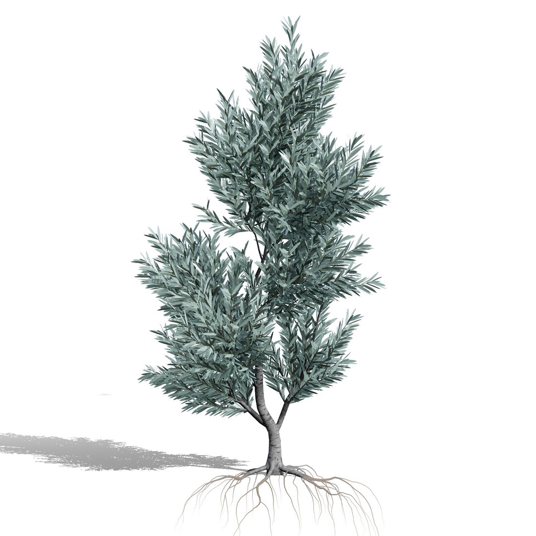 Native South African Plants  Trees for Archviz  Games 3D model https://p.turbosquid.com/ts-thumb/4z/80ukDF/91/silvertreewitteboom5/jpg/1757089807/1920x1080/fit_q87/a8a65d91e4da9d26df2c8ec1f4b662333f32003a/silvertreewitteboom5.jpg