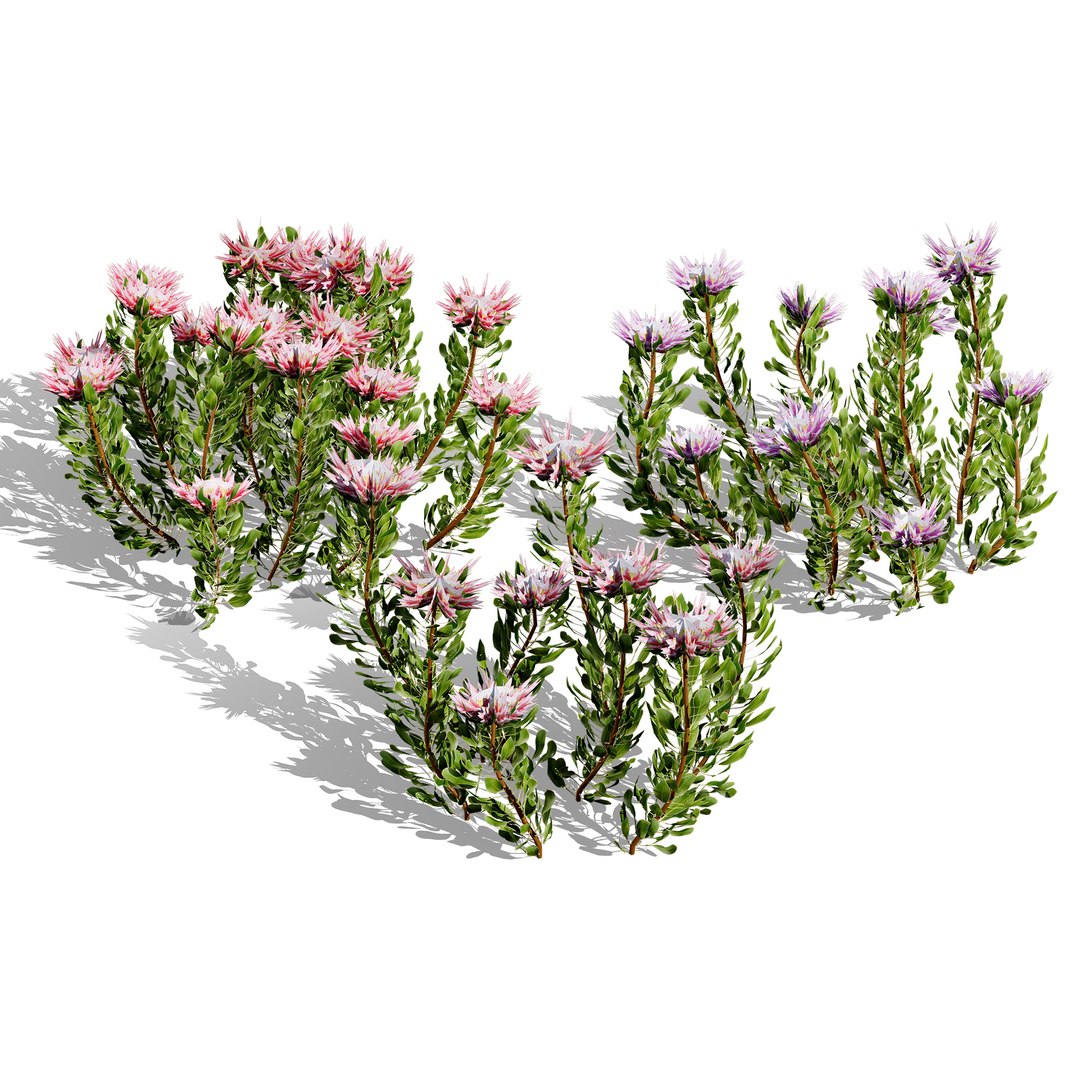 Native South African Plants  Trees for Archviz  Games 3D model https://p.turbosquid.com/ts-thumb/4z/80ukDF/95/southafricankingproteabushes2/jpg/1757089822/1920x1080/fit_q87/288f065e35c3bb4b5e58eaa127983c1bccec0256/southafricankingproteabushes2.jpg