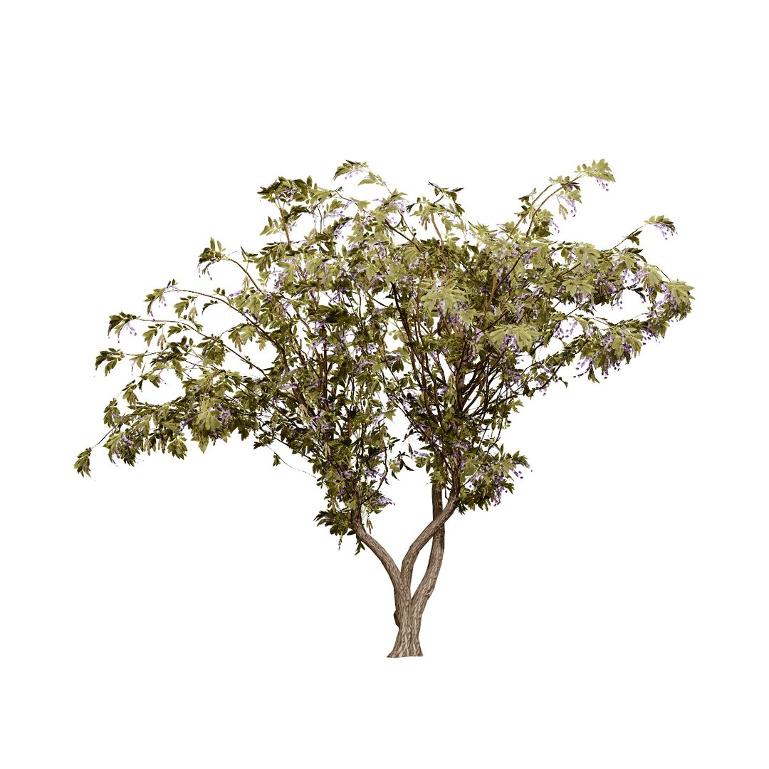 Native South African Plants  Trees for Archviz  Games 3D model https://p.turbosquid.com/ts-thumb/4z/80ukDF/9L/southafricantreewisteria3/jpg/1757089838/1920x1080/fit_q87/c61987bda20056f5660a1000351f0d6fa90188d2/southafricantreewisteria3.jpg
