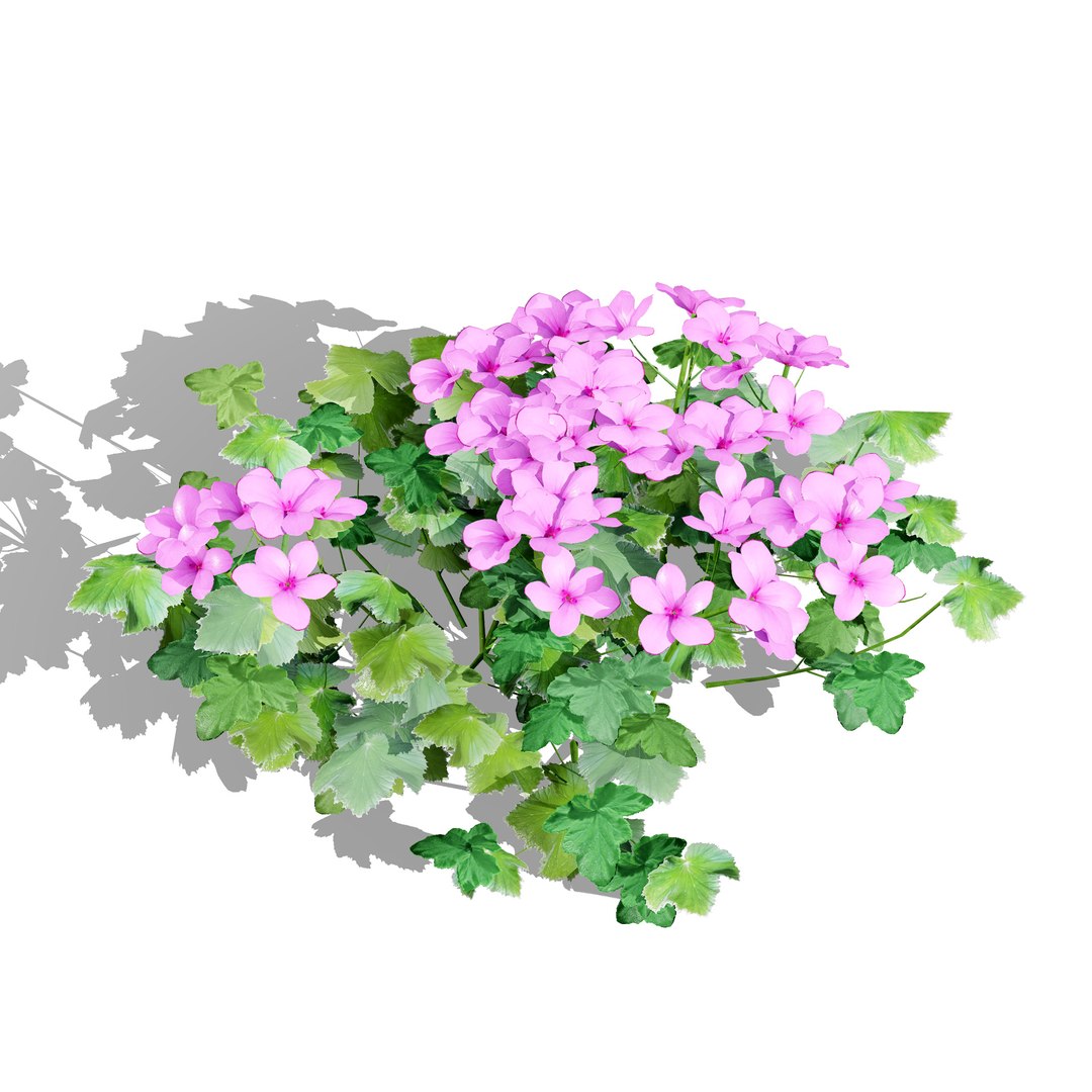 Native South African Plants  Trees for Archviz  Games 3D model https://p.turbosquid.com/ts-thumb/4z/80ukDF/9q/southafricanpelargoniumpack6/jpg/1757089831/1920x1080/fit_q87/f6514653583db303360c828c0022b9bcfd3300e6/southafricanpelargoniumpack6.jpg