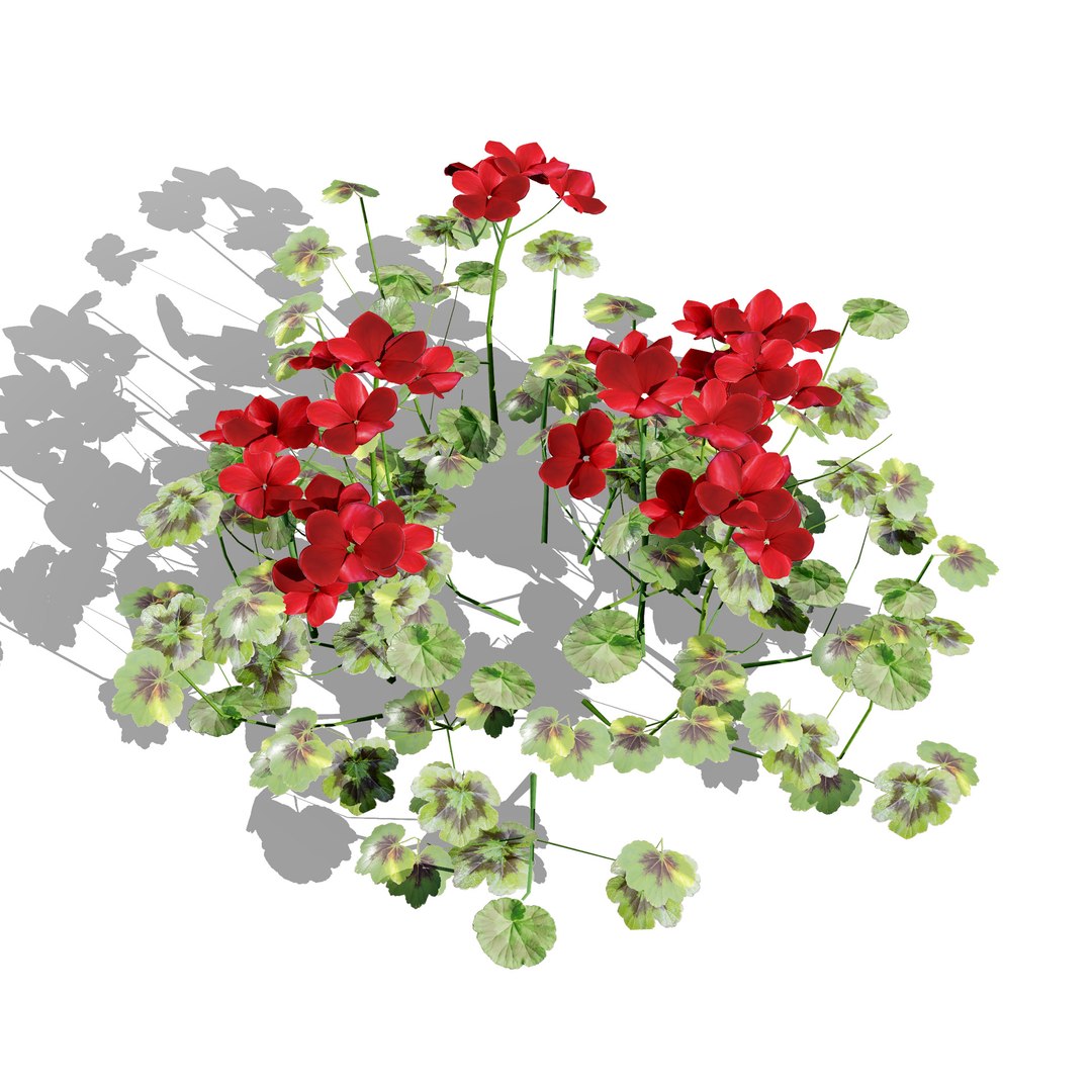 Native South African Plants  Trees for Archviz  Games 3D model https://p.turbosquid.com/ts-thumb/4z/80ukDF/Ew/southafricanpelargoniumpack4/jpg/1757089829/1920x1080/fit_q87/cc9950a2a254f5f15a6cbcc635c0c76ebf058436/southafricanpelargoniumpack4.jpg