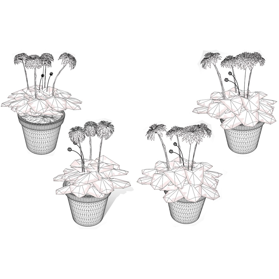 Native South African Plants  Trees for Archviz  Games 3D model https://p.turbosquid.com/ts-thumb/4z/80ukDF/F2/southafricangloriouspatiogerbera10/jpg/1757089911/1920x1080/fit_q87/fecce8cdae0be0bab9f6f3169e4997de3453a5d0/southafricangloriouspatiogerbera10.jpg