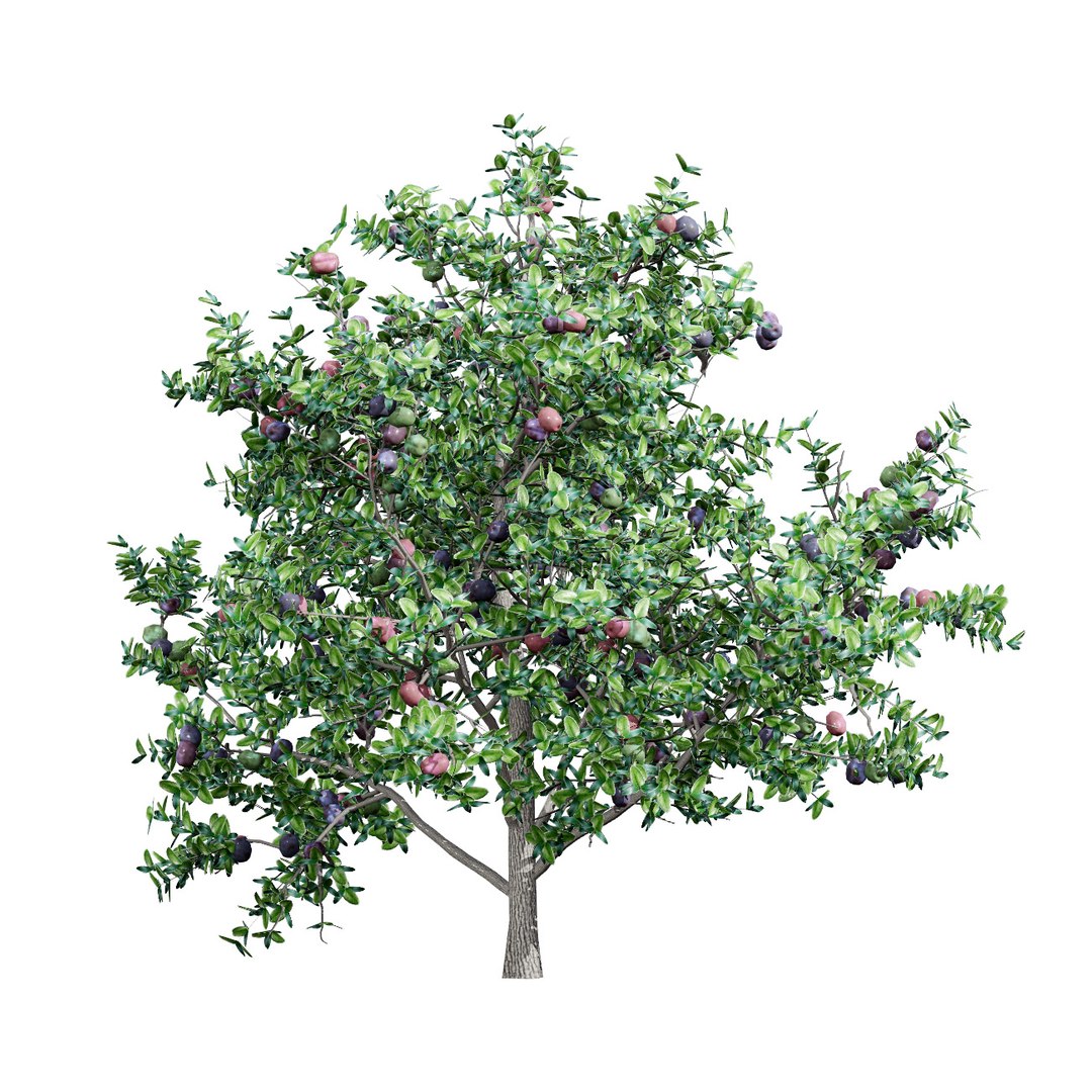 Native South African Plants  Trees for Archviz  Games 3D model https://p.turbosquid.com/ts-thumb/4z/80ukDF/FF/southafricannatalplum3/jpg/1757089826/1920x1080/fit_q87/e0cc0aa37c92a056c93af7d2232de6407a57cee3/southafricannatalplum3.jpg