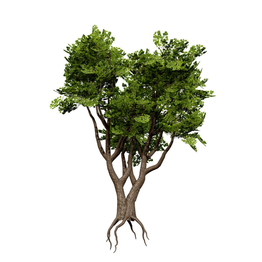 Native South African Plants  Trees for Archviz  Games 3D model https://p.turbosquid.com/ts-thumb/4z/80ukDF/H9/southafricansterculiaafricanafirstvariationz56/jpg/1757089837/1920x1080/fit_q87/4243411d1f6a451d28f537743cf510085945783b/southafricansterculiaafricanafirstvariationz56.jpg