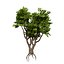 Plantes et arbres indigènes d'Afrique du Sud pour les jeux Archviz