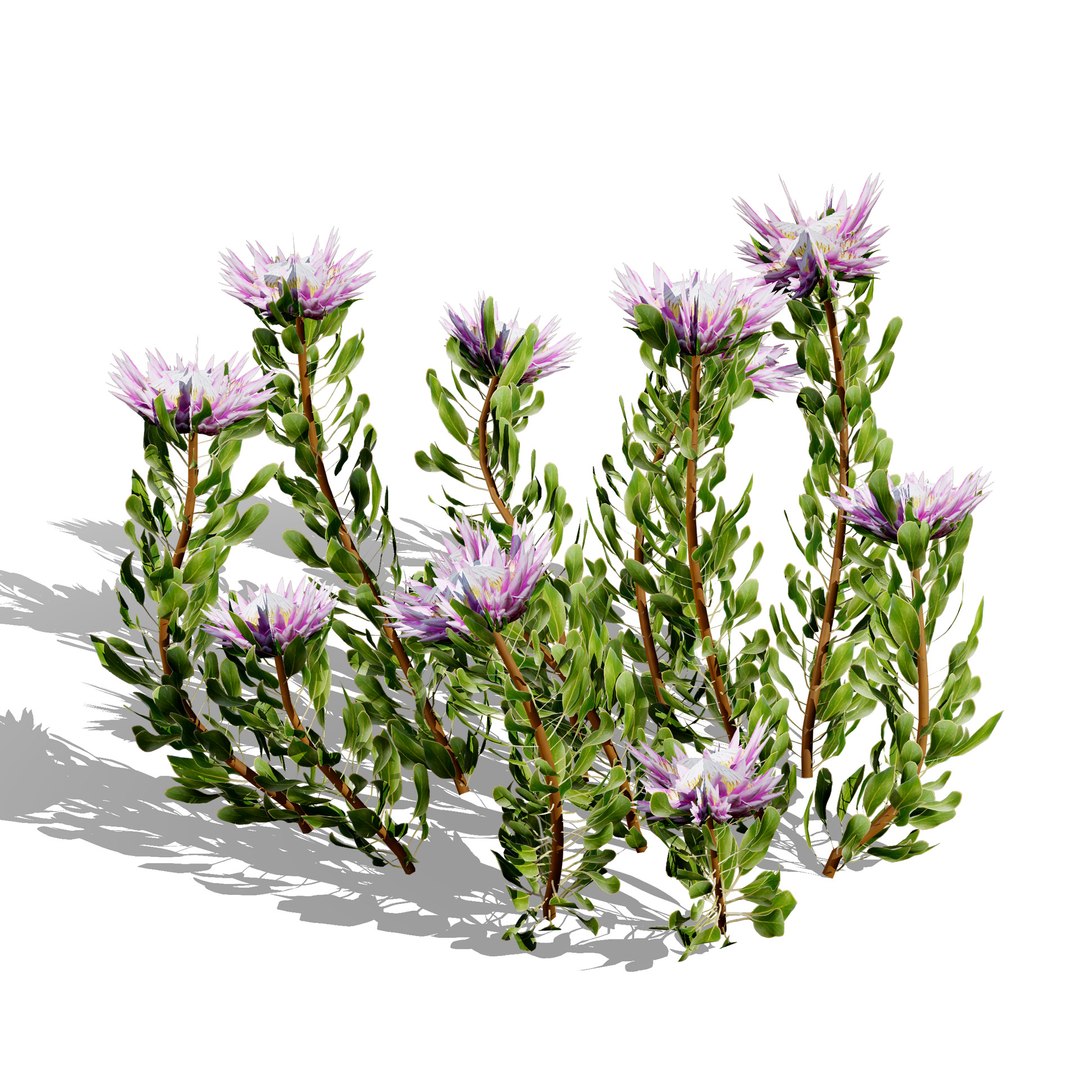 Native South African Plants  Trees for Archviz  Games 3D model https://p.turbosquid.com/ts-thumb/4z/80ukDF/Hd/southafricankingproteabushes5/jpg/1757089823/1920x1080/fit_q87/7b090a31368adaf35e438d78031d7d2845be0026/southafricankingproteabushes5.jpg
