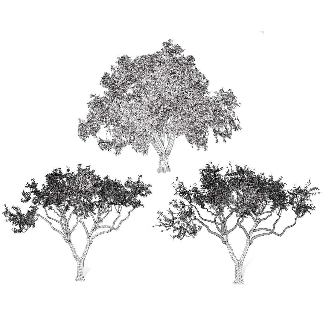 Native South African Plants  Trees for Archviz  Games 3D model https://p.turbosquid.com/ts-thumb/4z/80ukDF/Hq/marulatree6/jpg/1757089906/1920x1080/fit_q87/7c506773545a3e4ff7691b1ed7c52a438dcf547a/marulatree6.jpg