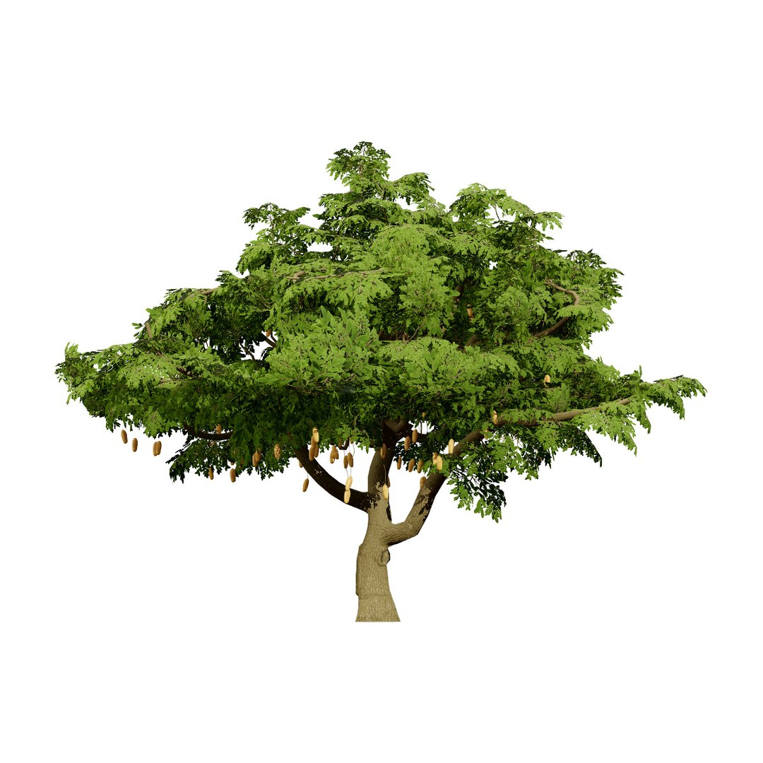 Native South African Plants  Trees for Archviz  Games 3D model https://p.turbosquid.com/ts-thumb/4z/80ukDF/Hs/southafricansausagetrees2/jpg/1757089833/1920x1080/fit_q87/9ec8a16c06f8219dcece5c99977004de7132e91d/southafricansausagetrees2.jpg