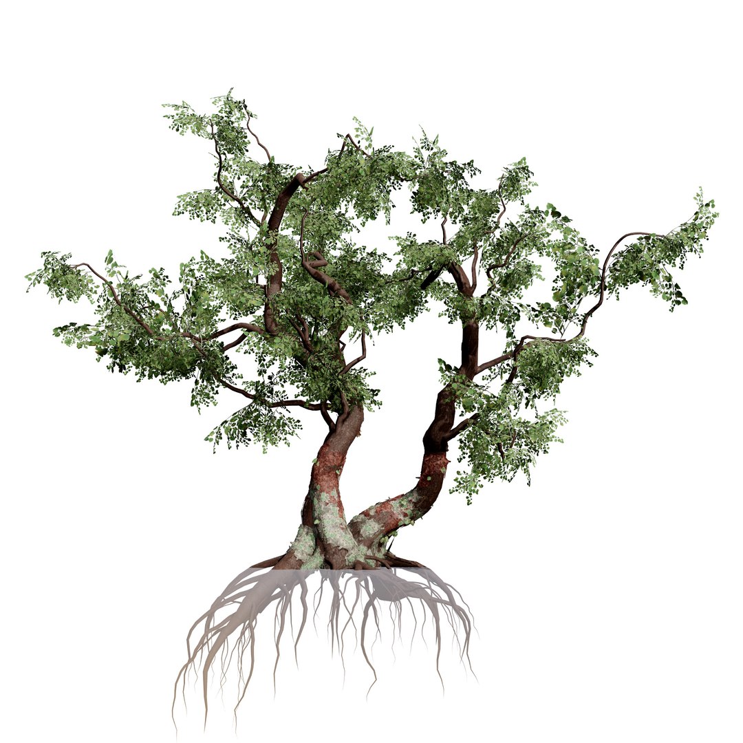 Native South African Plants  Trees for Archviz  Games 3D model https://p.turbosquid.com/ts-thumb/4z/80ukDF/Is/southafricancommonstar3/jpg/1757089816/1920x1080/fit_q87/3162ce0e11ffa835ee873bc109a6562f34f8a063/southafricancommonstar3.jpg