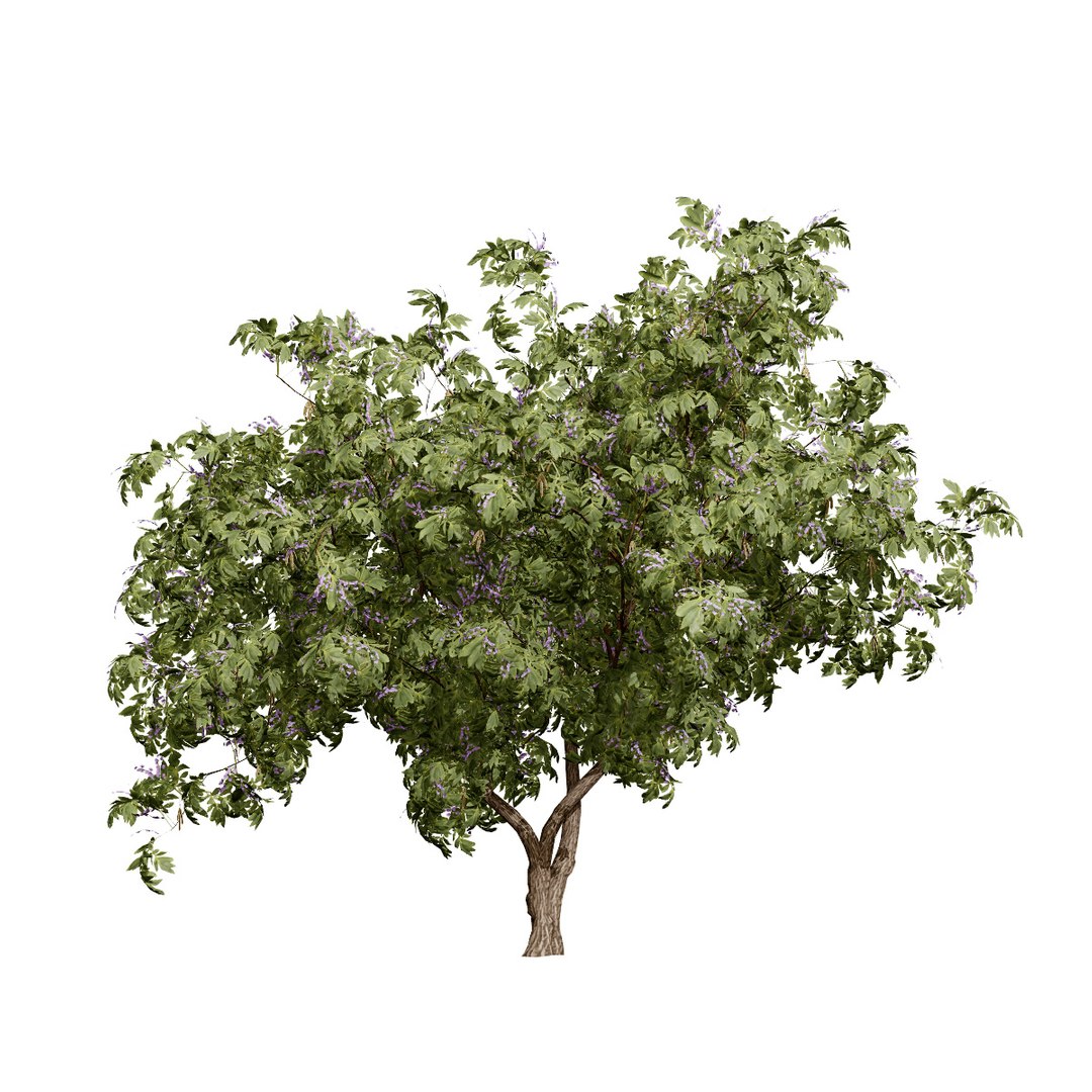 Native South African Plants  Trees for Archviz  Games 3D model https://p.turbosquid.com/ts-thumb/4z/80ukDF/Jm/southafricantreewisteria5/jpg/1757089839/1920x1080/fit_q87/d7ec3d5196ef22ba7cec09d5a6892508841d5f79/southafricantreewisteria5.jpg