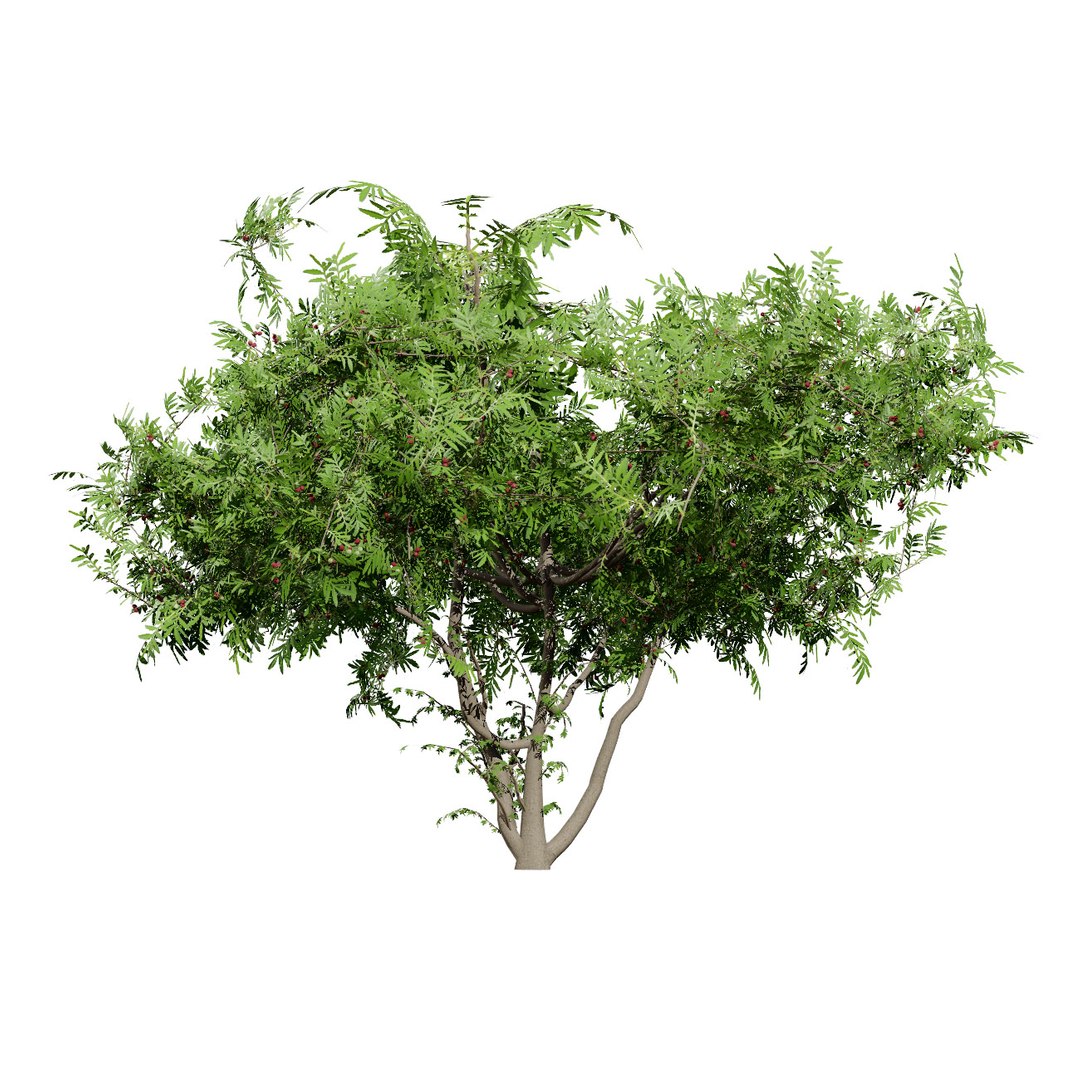 Native South African Plants  Trees for Archviz  Games 3D model https://p.turbosquid.com/ts-thumb/4z/80ukDF/LK/evergreensouthafricanwildplumtrees3/jpg/1757089802/1920x1080/fit_q87/82e72e5f29490a2993729c03df64ba8dedef1915/evergreensouthafricanwildplumtrees3.jpg