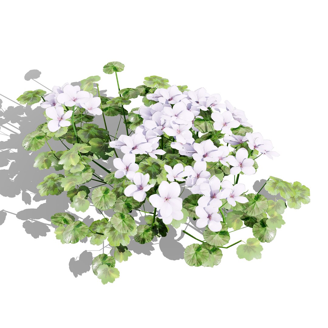 Native South African Plants  Trees for Archviz  Games 3D model https://p.turbosquid.com/ts-thumb/4z/80ukDF/Mk/southafricanpelargoniumpack5/jpg/1757089830/1920x1080/fit_q87/c695e4ae24b0cd2ea11364e2853eb45dd29d43b3/southafricanpelargoniumpack5.jpg