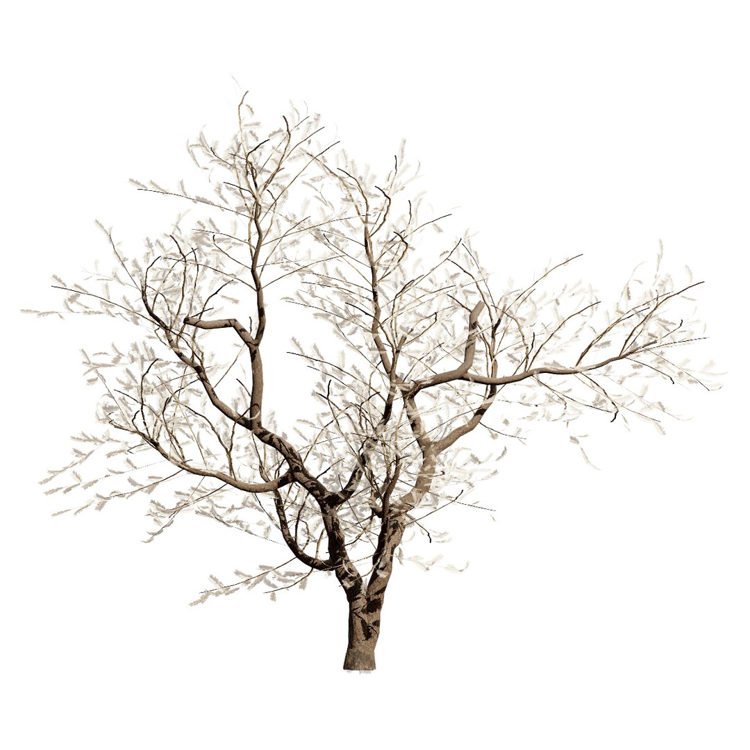 Native South African Plants  Trees for Archviz  Games 3D model https://p.turbosquid.com/ts-thumb/4z/80ukDF/NM/southafricansenegalianigrescens5/jpg/1757089836/1920x1080/fit_q87/66195c8675210b1173445ad708f426791a499bfd/southafricansenegalianigrescens5.jpg