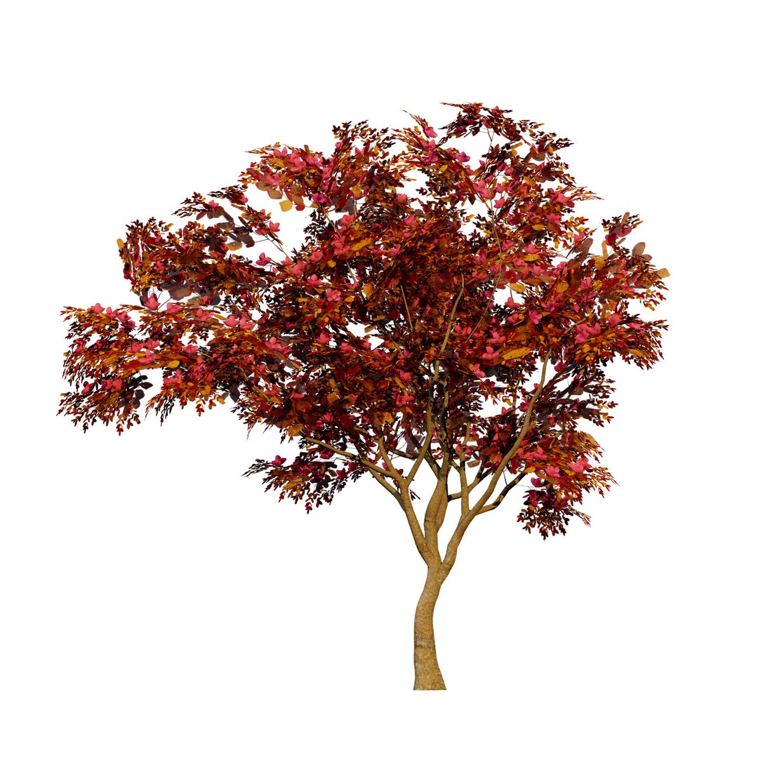 Native South African Plants  Trees for Archviz  Games 3D model https://p.turbosquid.com/ts-thumb/4z/80ukDF/O6/southafricancombretumkraussiitrees4/jpg/1757089815/1920x1080/fit_q87/fa22eaa0ebff366b872f8f754a7aebd106c5e6b4/southafricancombretumkraussiitrees4.jpg