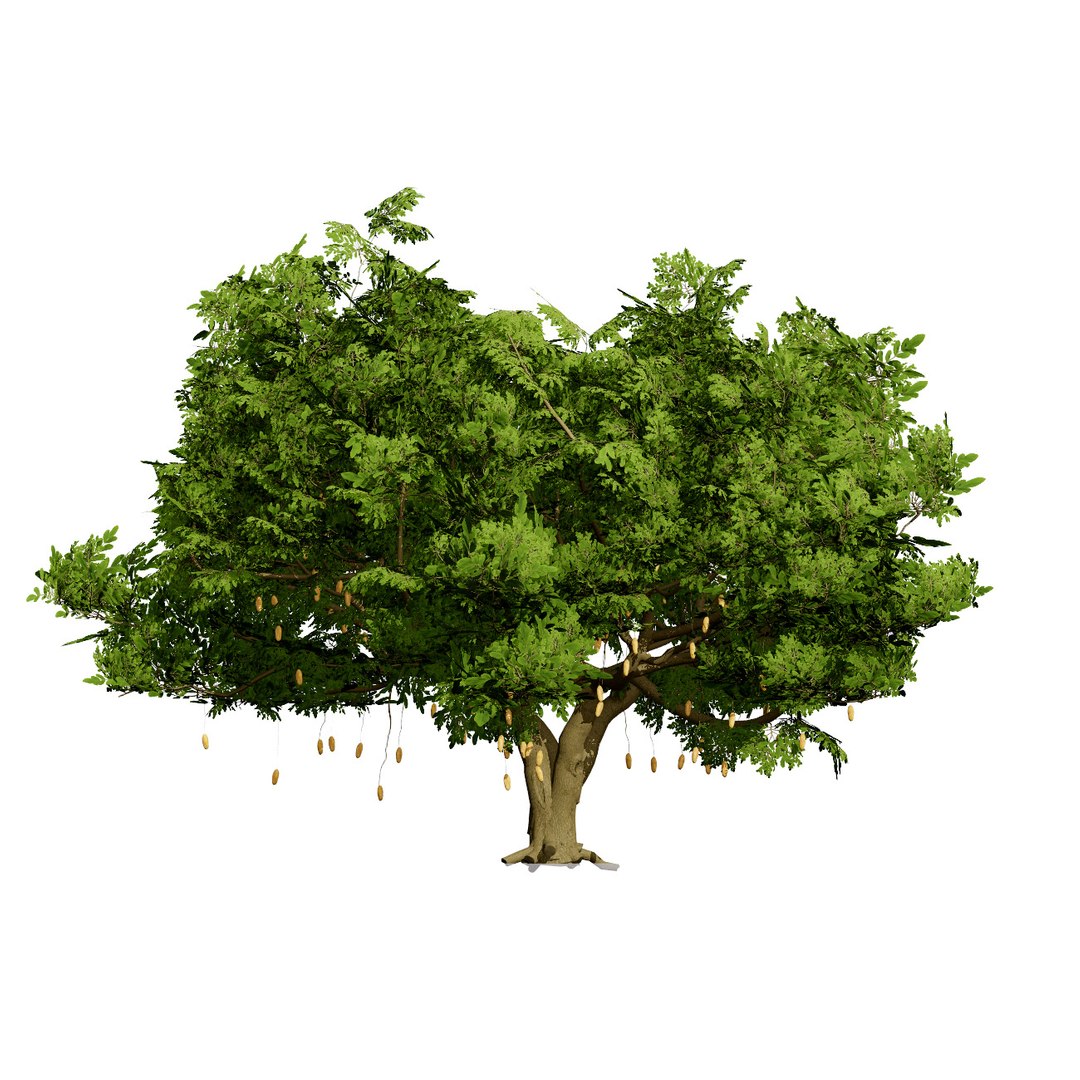 Native South African Plants  Trees for Archviz  Games 3D model https://p.turbosquid.com/ts-thumb/4z/80ukDF/S2/southafricansausagetrees3/jpg/1757089835/1920x1080/fit_q87/86e82efd72253bbdb755d706845842179f75713c/southafricansausagetrees3.jpg